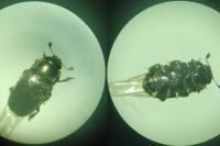 Brassicogethes aeneus