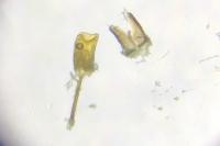 Brassicogethes aeneus