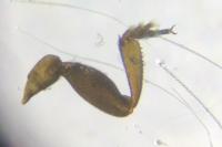 Brassicogethes aeneus