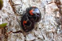 Exochomus quadripustulatus