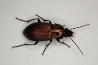 Poecilus cupreus
