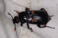 Nicrophorus humator