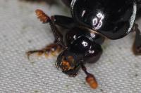 Nicrophorus humator