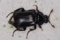 Nicrophorus humator