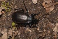 Carabus nemoralis