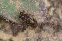Hylesinus