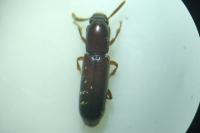 Corticeus unicolor