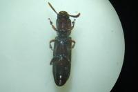 Corticeus unicolor