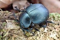 Timarcha tenebricosa