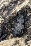Carabus granulatus