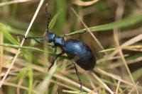 Meloe violaceus