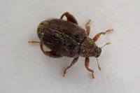 Orchestes quercus