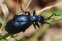 Meloe violaceus