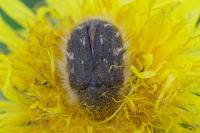 Tropinota hirta