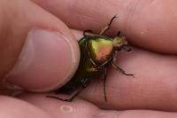 Cetonia aurata