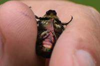 Cetonia aurata