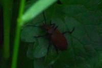 Pyrochroa serraticornis