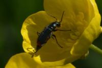 Malachius bipustulatus