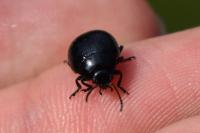 Chrysolina haemoptera