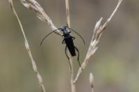 Rutpela nigra