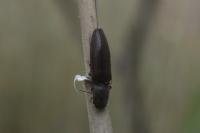 Athous haemorrhoidalis