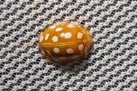 Halyzia sedecimguttata