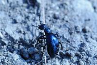 Meloe violaceus
