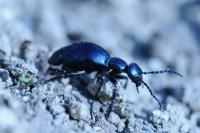 Meloe violaceus