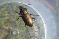 Poecilus cupreus