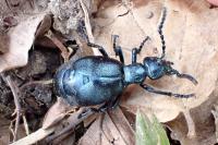 Meloe violaceus