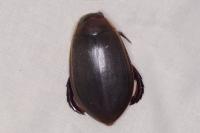 Cybister lateralimarginalis