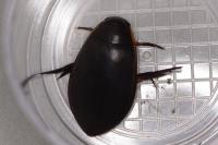 Cybister lateralimarginalis