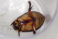 Cybister lateralimarginalis