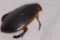 Cybister lateralimarginalis