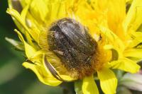 Tropinota hirta