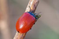 Chrysomela populi