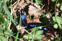 Meloe violaceus