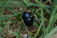Timarcha tenebricosa