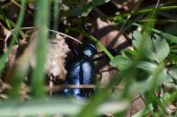 Meloe violaceus