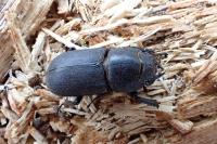 Dorcus parallelipipedus