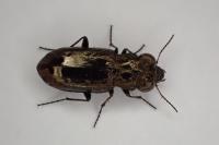 Notiophilus quadripunctatus