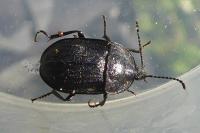 Phosphuga atrata