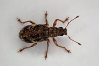 Polydrusus sparsus