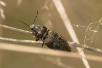 Prosternon tessellatum