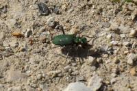 Cicindela campestris