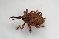 Curculio glandium