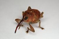 Curculio glandium