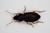 Pseudoophonus rufipes