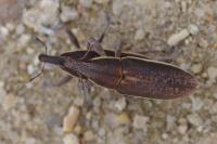 Lixus ochraceus