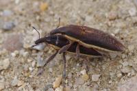 Lixus ochraceus